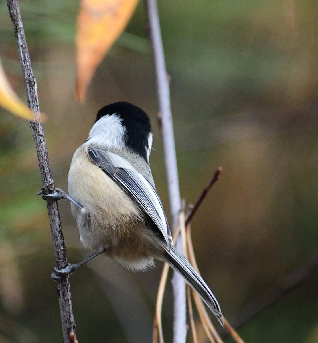 Black-capped Chickadee - mike shaw