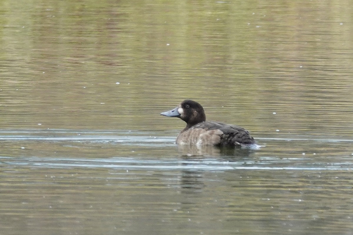 Greater Scaup - Carol Speck