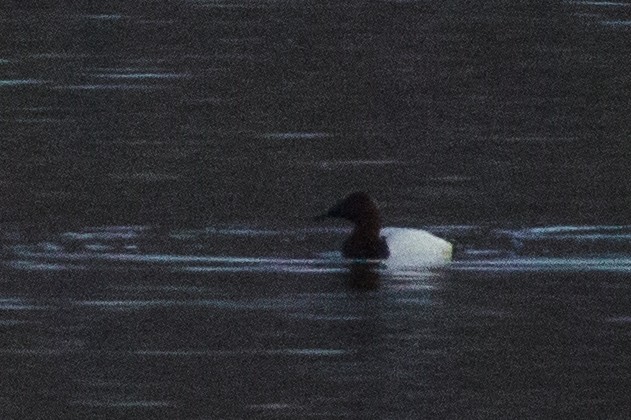 Canvasback - Kenny Younger