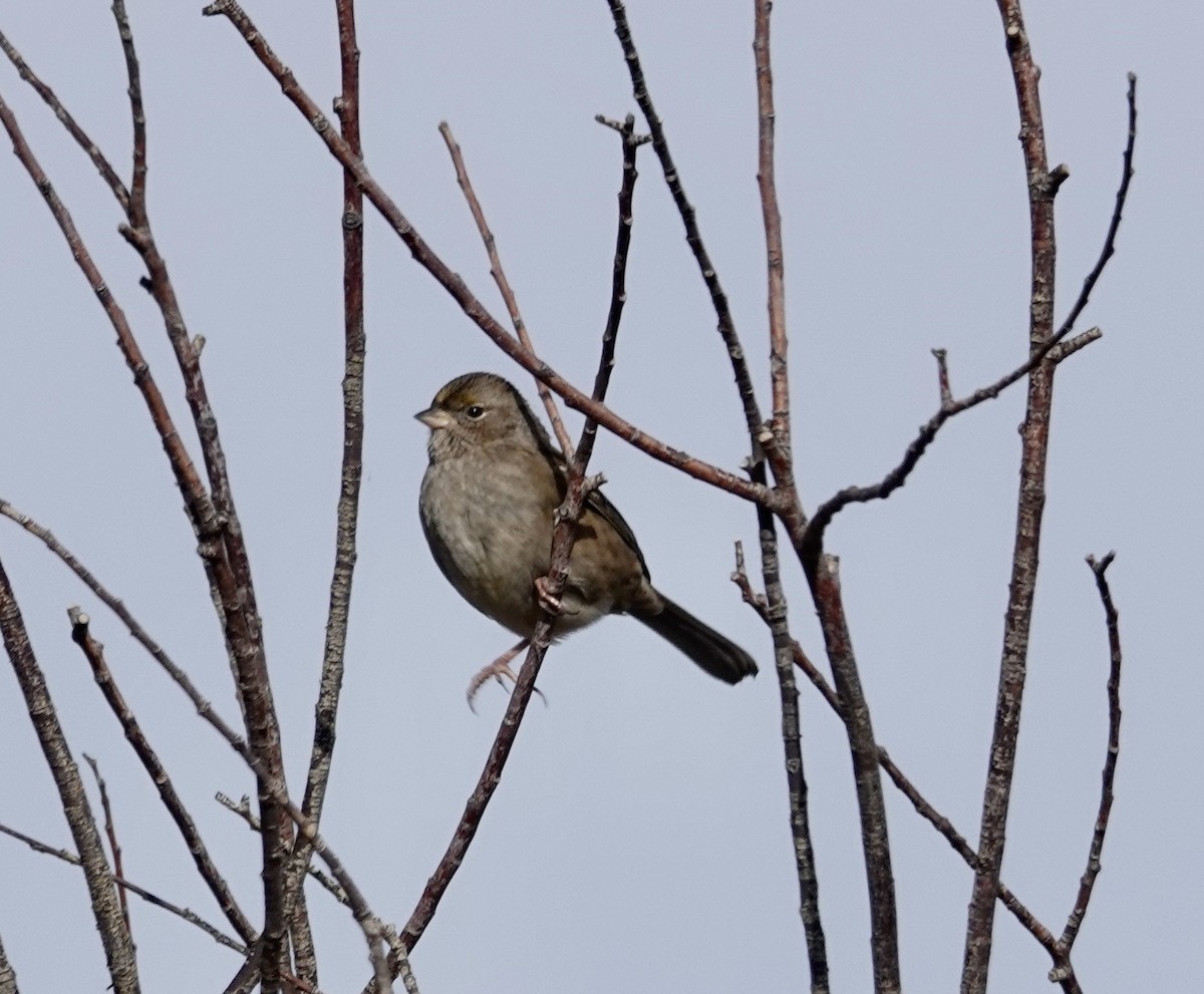 Golden-crowned Sparrow - ML499496761