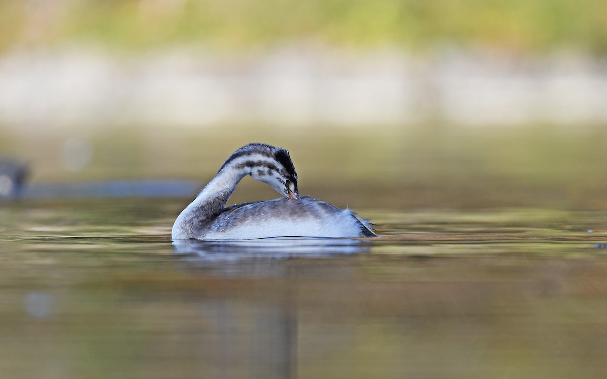 Great Crested Grebe - ML499496921