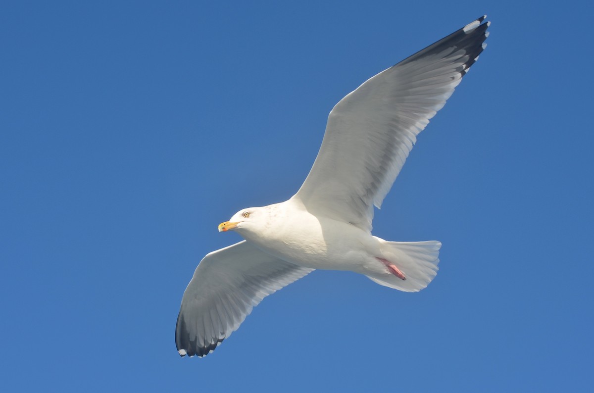 Herring Gull (American) - ML499497361