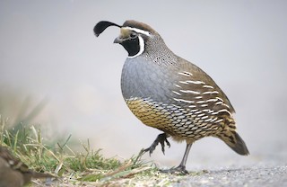 California Quail