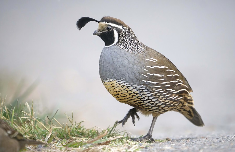 California Quail
