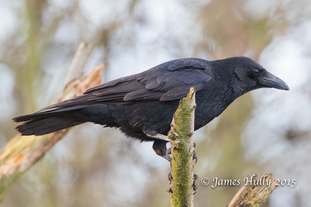 Carrion Crow - Jim Hully