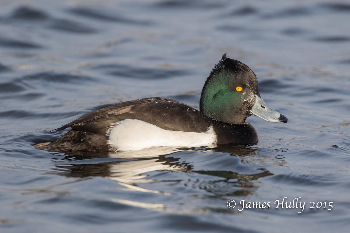 Tufted Duck - Jim Hully