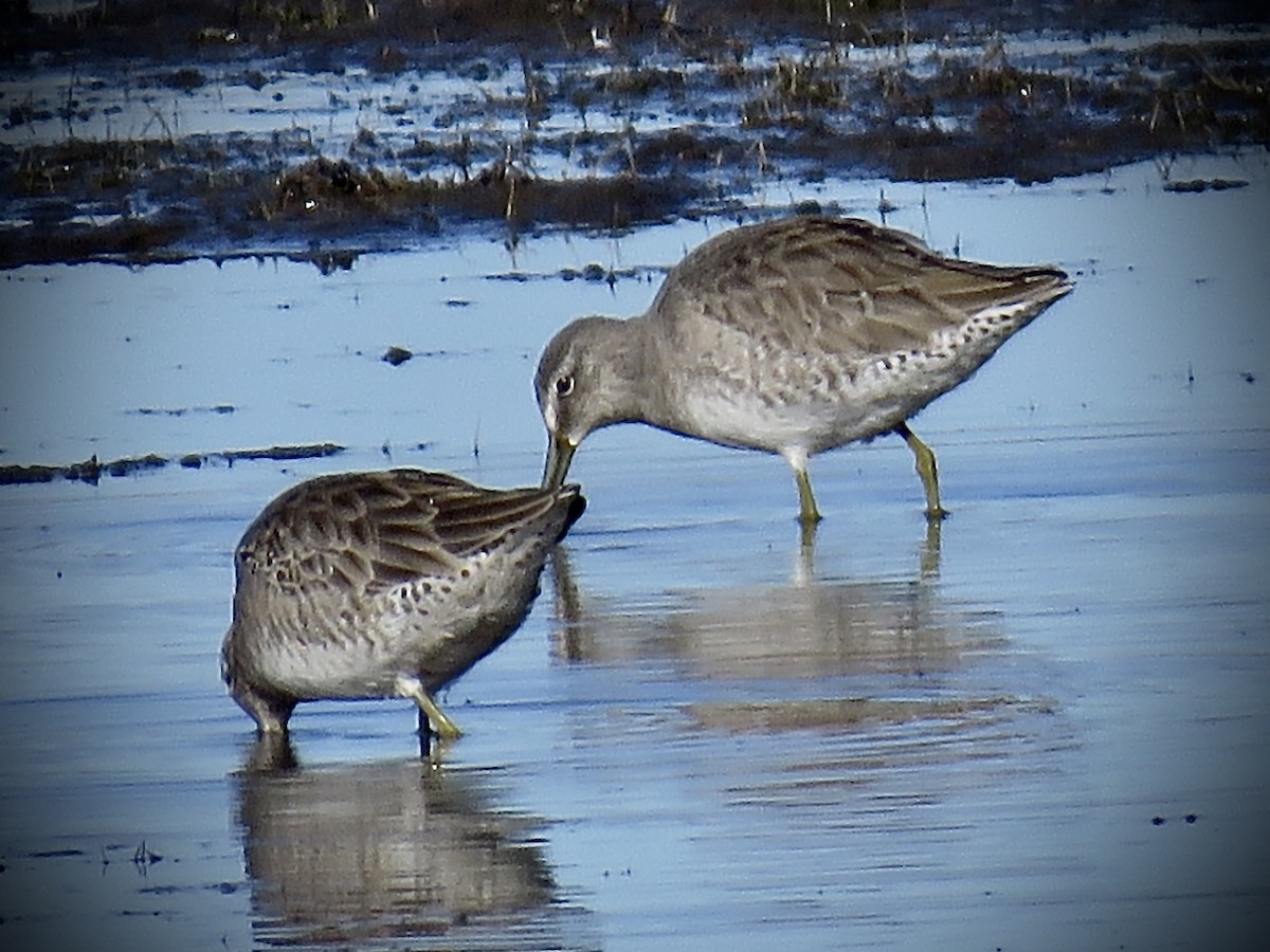 Long-billed Dowitcher - ML499506401
