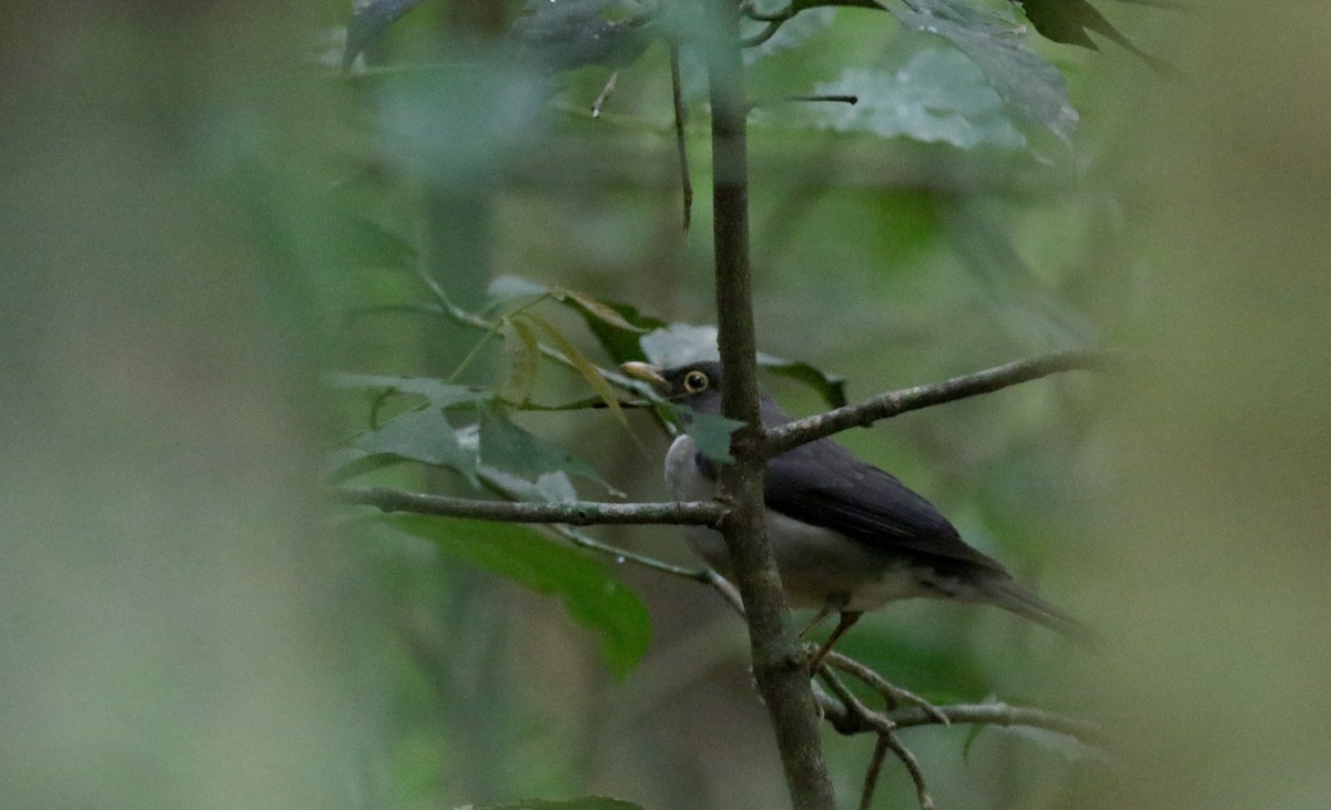 White-throated Thrush (White-throated) - Jay McGowan