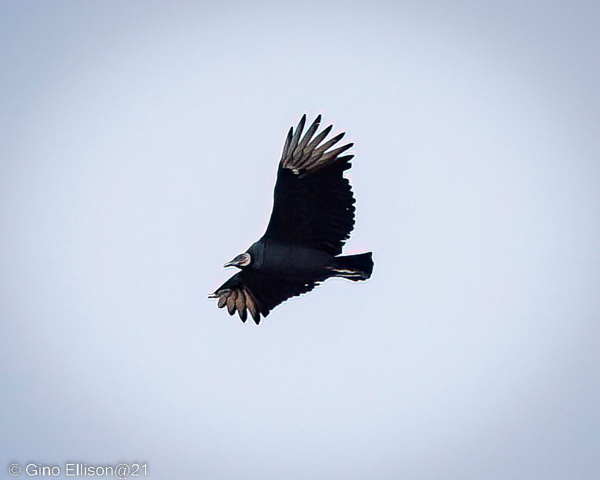 Black Vulture - ML499507711