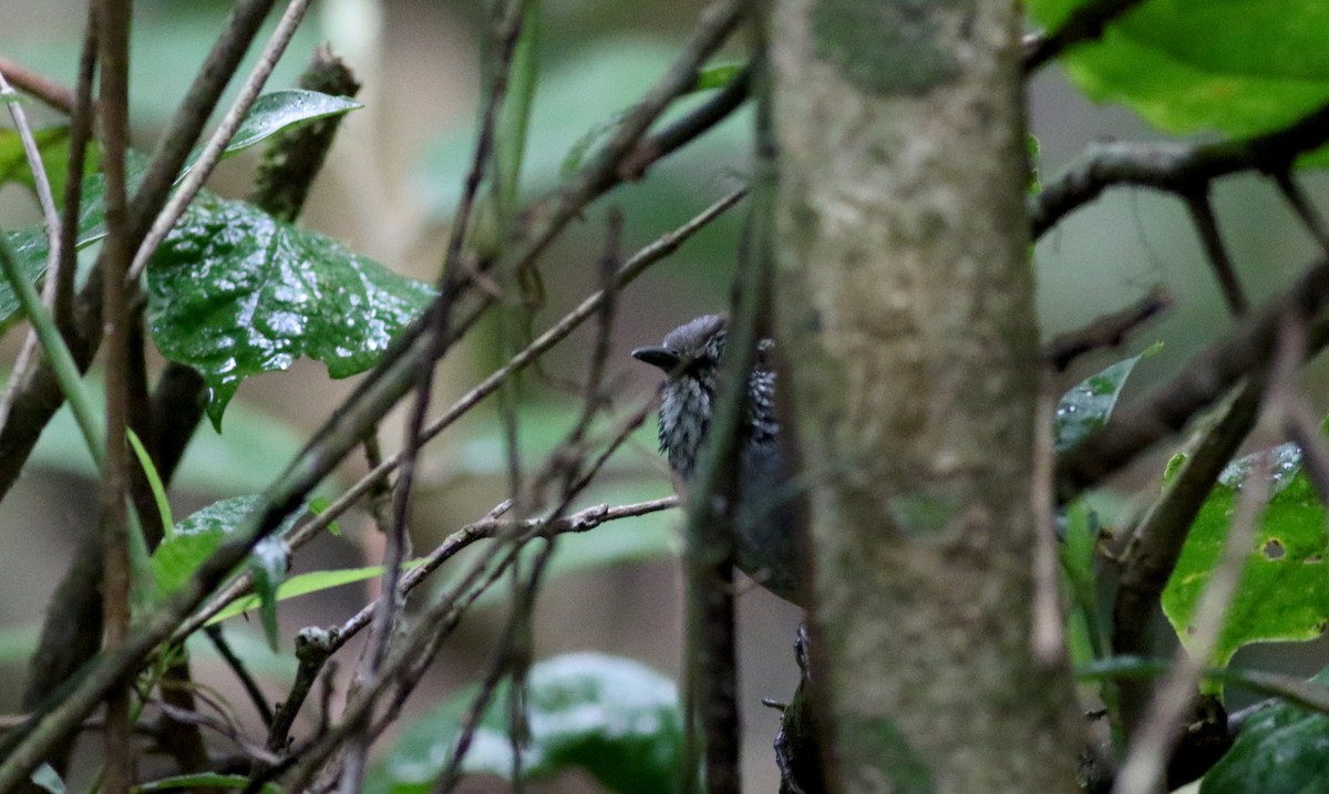 Gray-breasted Wood-Wren (Central American) - ML49950951