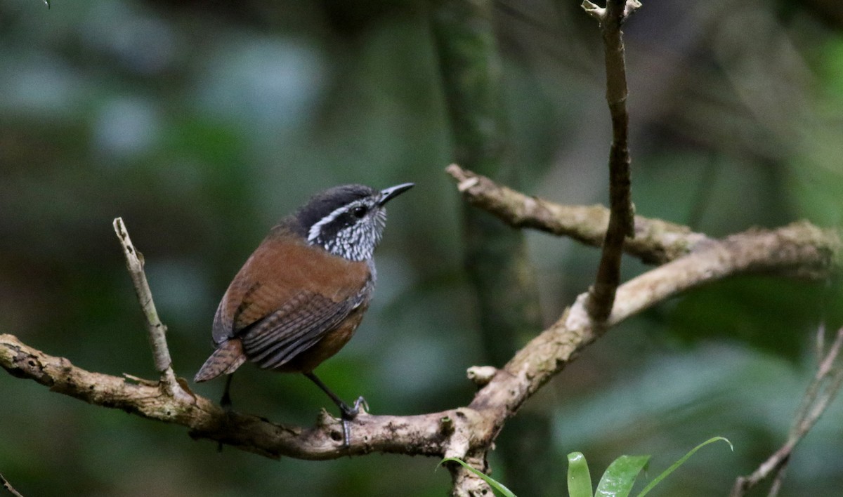 Gray-breasted Wood-Wren (Central American) - ML49950981