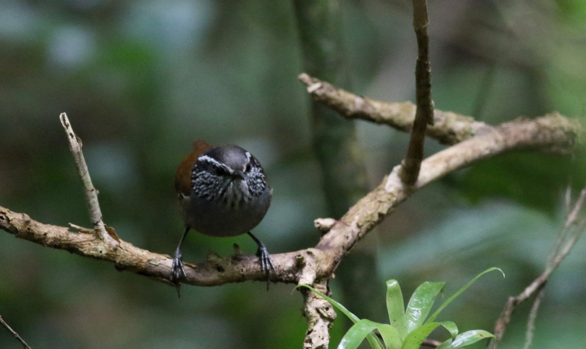 Gray-breasted Wood-Wren (Central American) - ML49951001