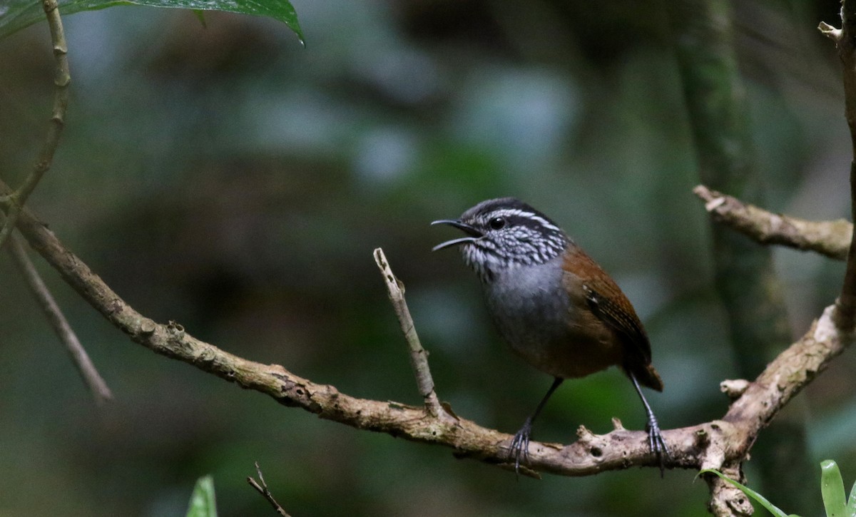 Gray-breasted Wood-Wren (Central American) - ML49951081