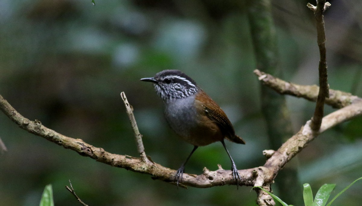 Gray-breasted Wood-Wren (Central American) - Jay McGowan