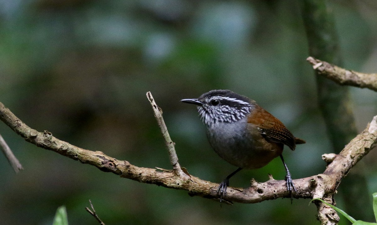 Gray-breasted Wood-Wren (Central American) - ML49951121