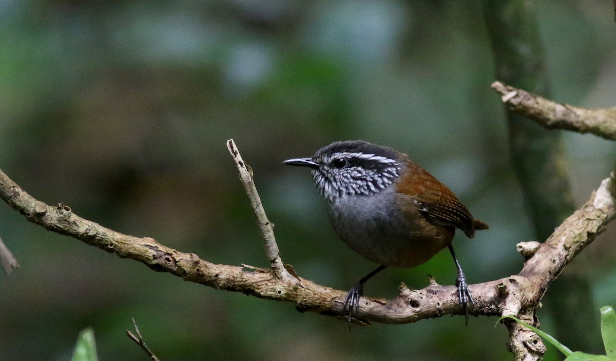Gray-breasted Wood-Wren (Central American) - ML49951131