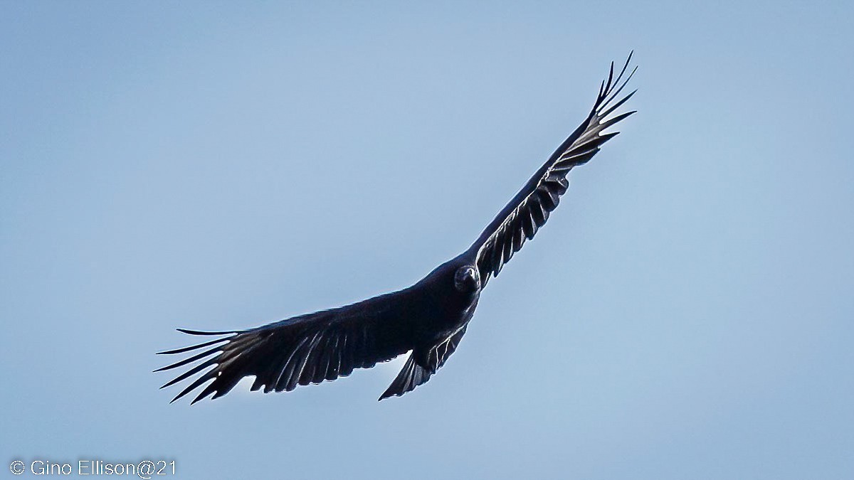 Black Vulture - ML499512691