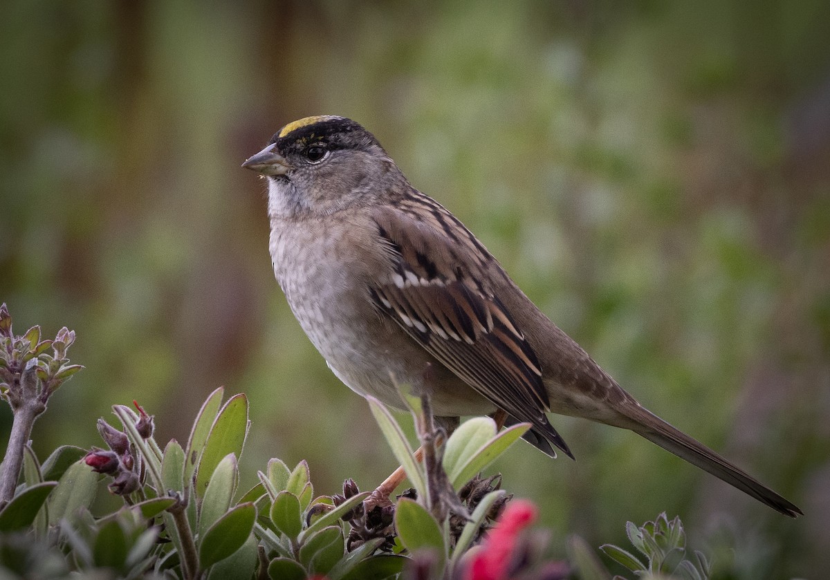 Golden-crowned Sparrow - Jeffrey Barnum