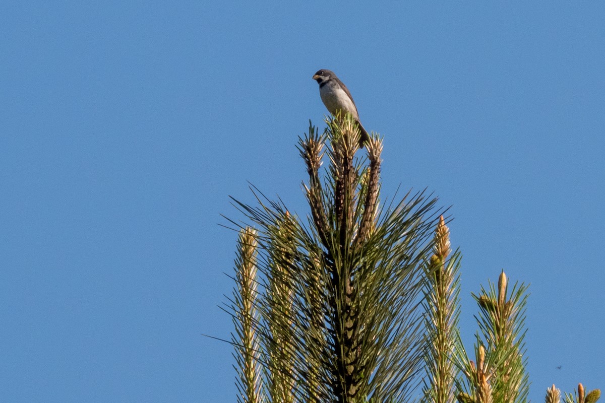 Double-collared Seedeater - ML499515261