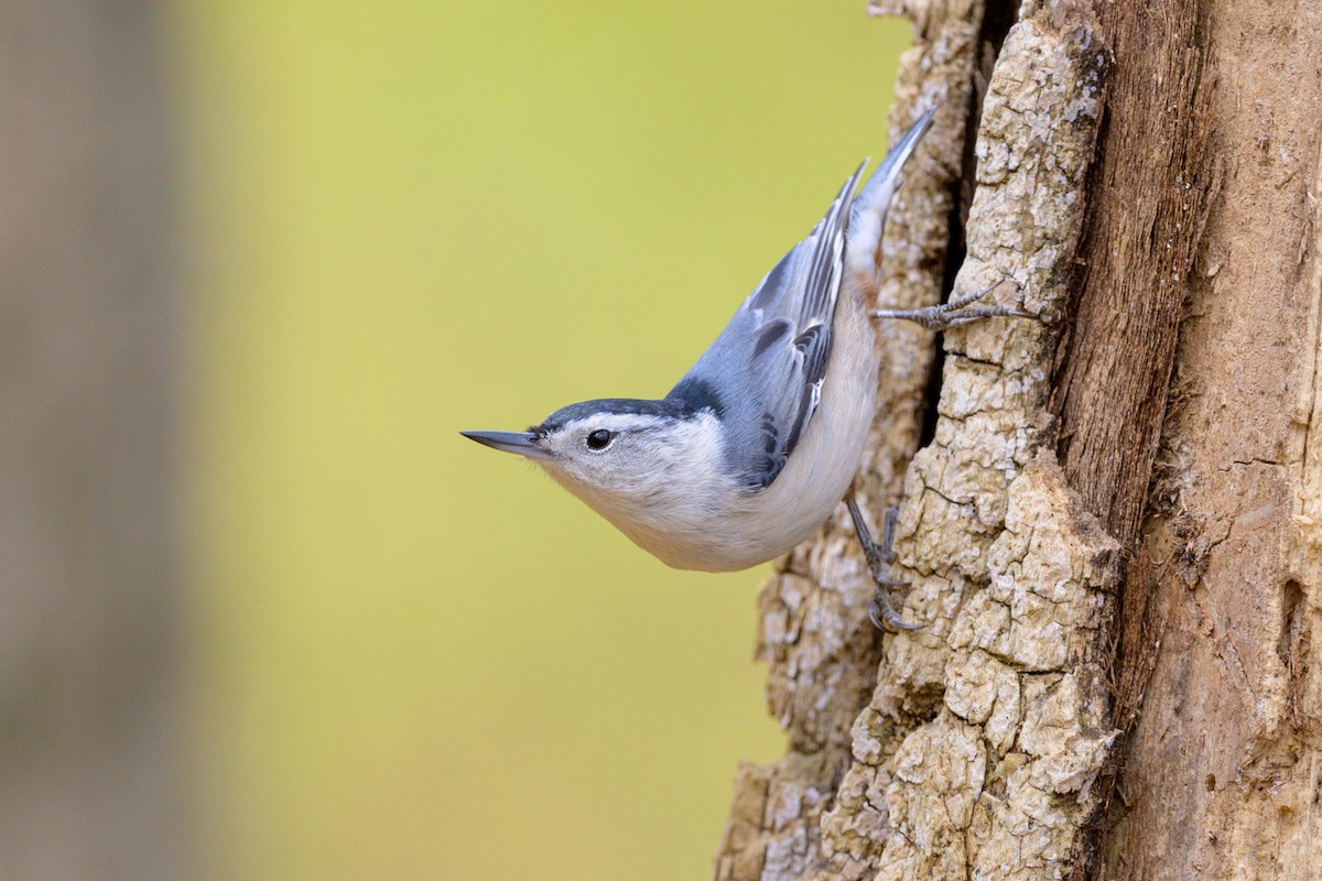 White-breasted Nuthatch - ML499515561