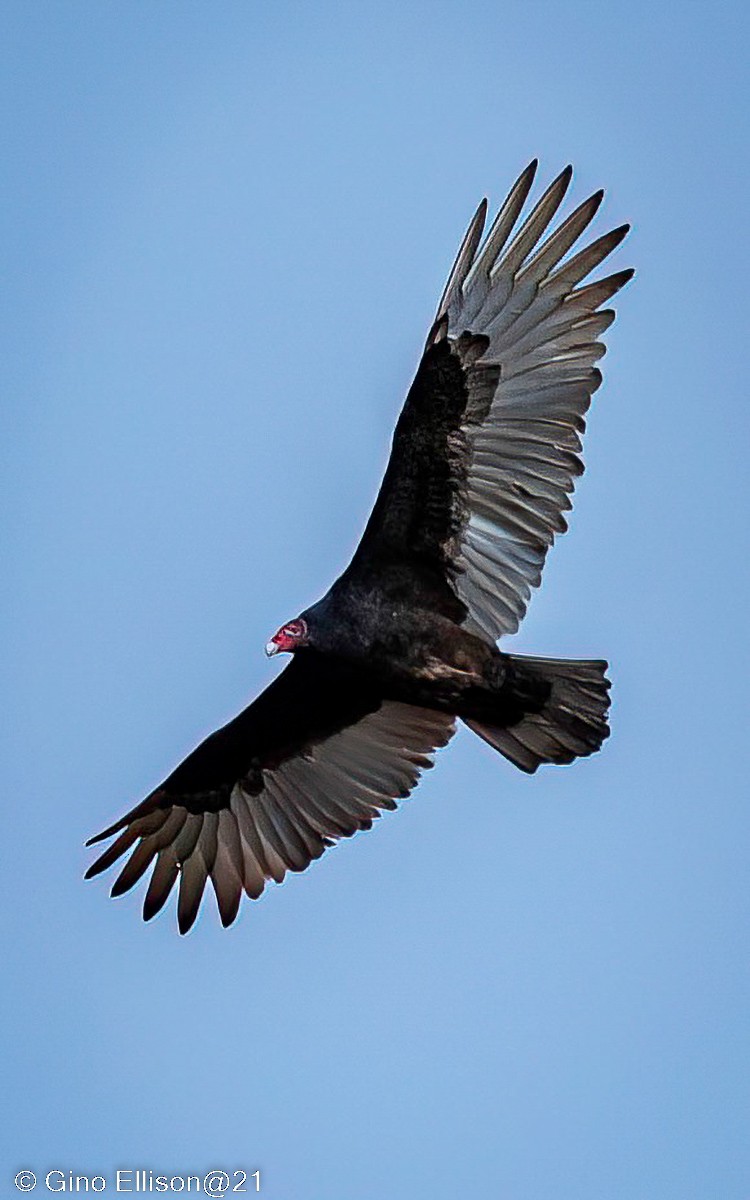 Turkey Vulture - ML499517231