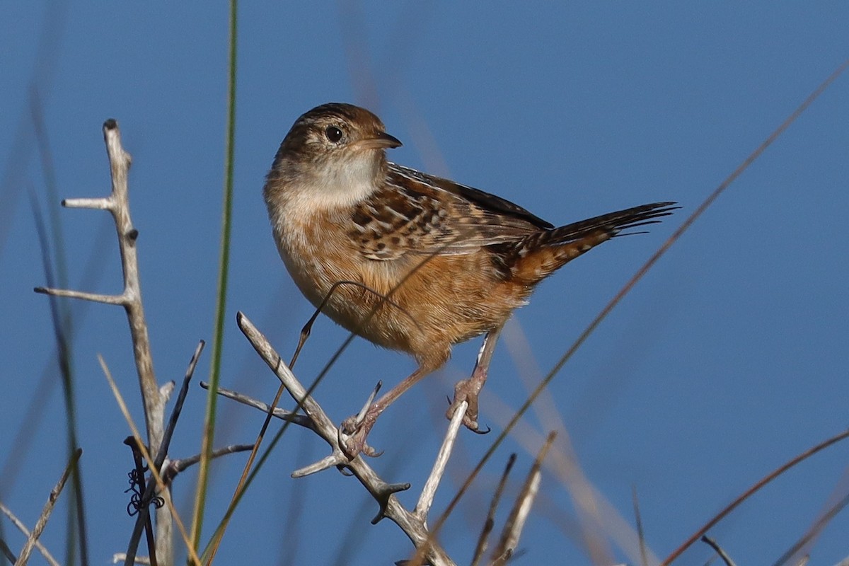 North Carolina Bird Atlas Checklist 31 Oct 2022 Pea Island NWR