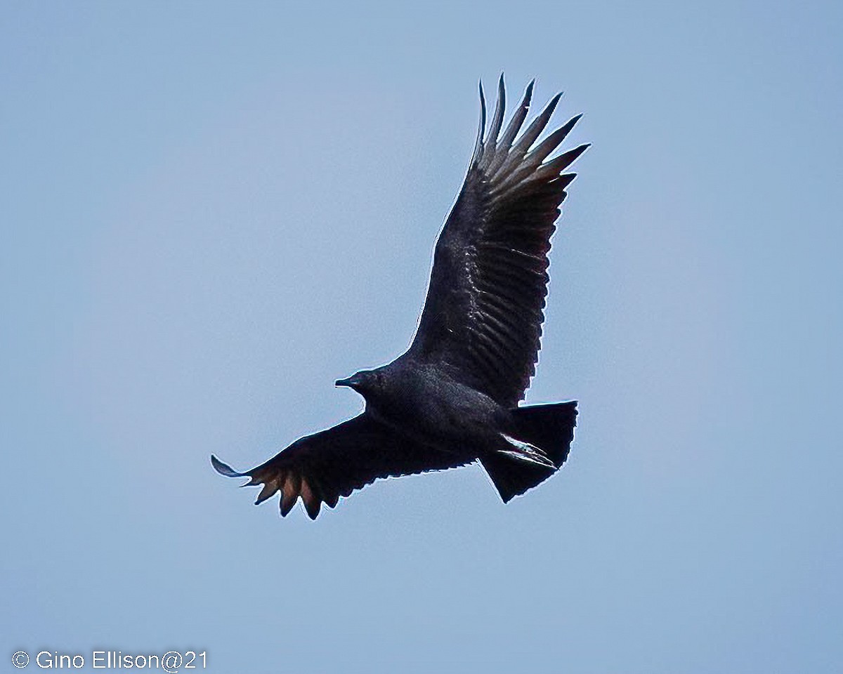 Black Vulture - ML499520181