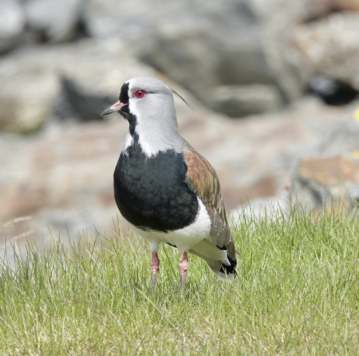 Southern Lapwing - Howard Laidlaw