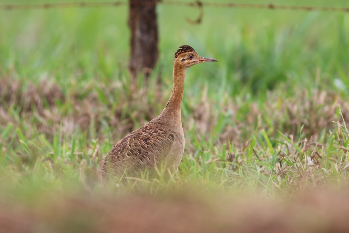 Red-winged Tinamou - ML499525571
