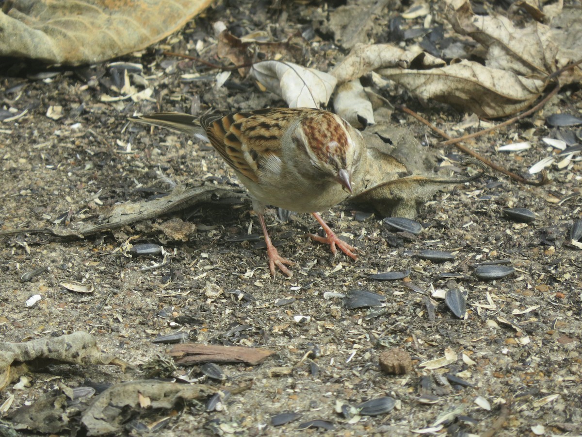 Chipping Sparrow - ML499528461