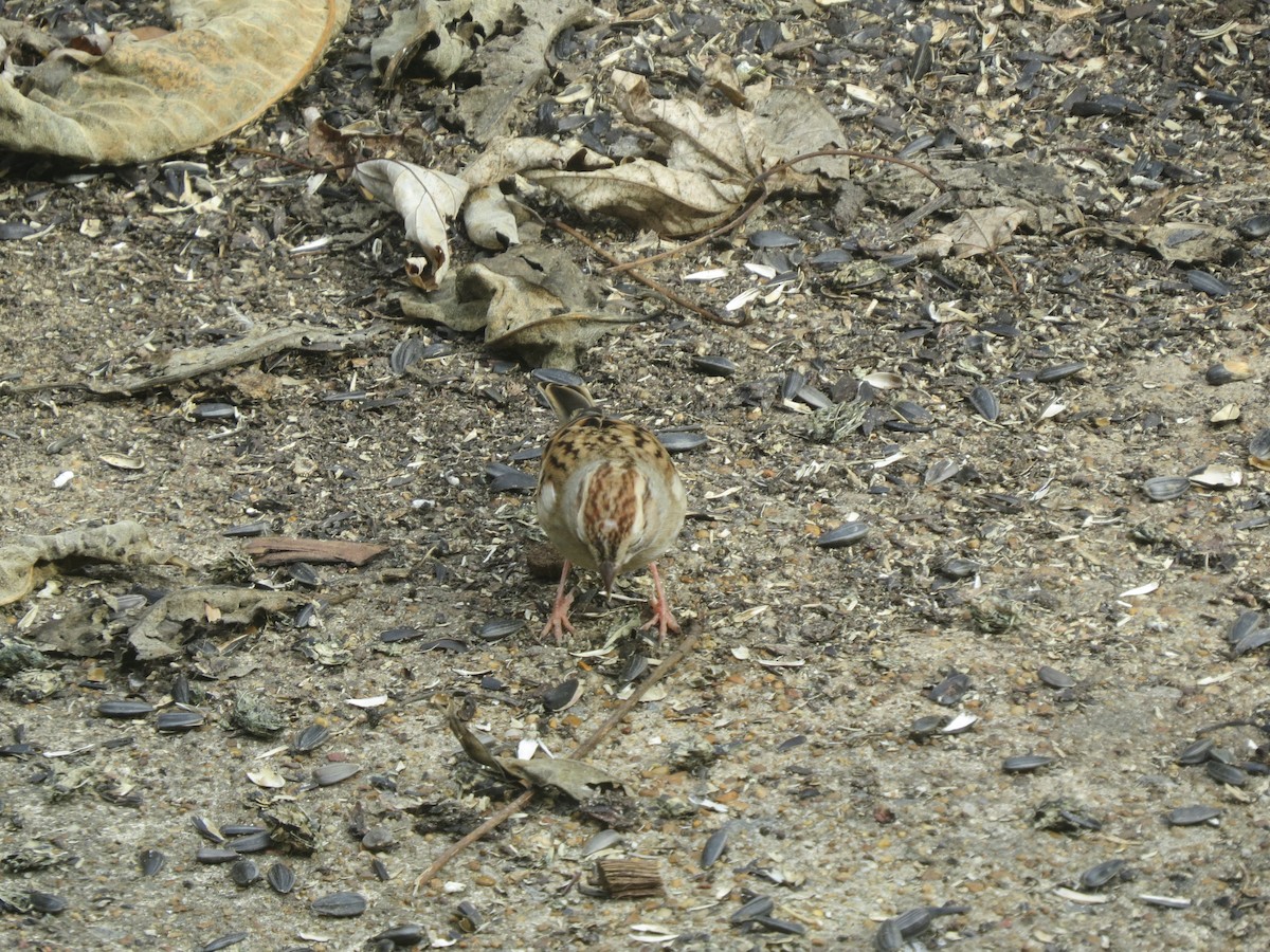 Chipping Sparrow - ML499528471