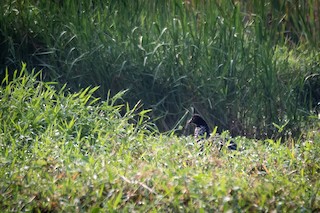 Horned Screamer, ML499530351