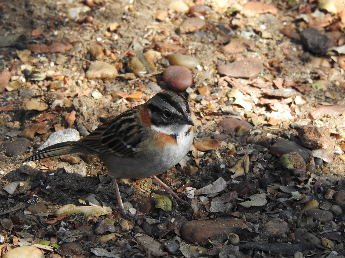 Rufous-collared Sparrow - ML499532611