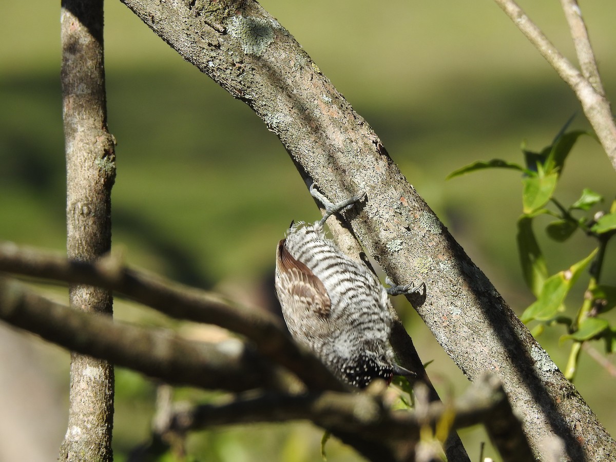 White-barred Piculet - ML499533251
