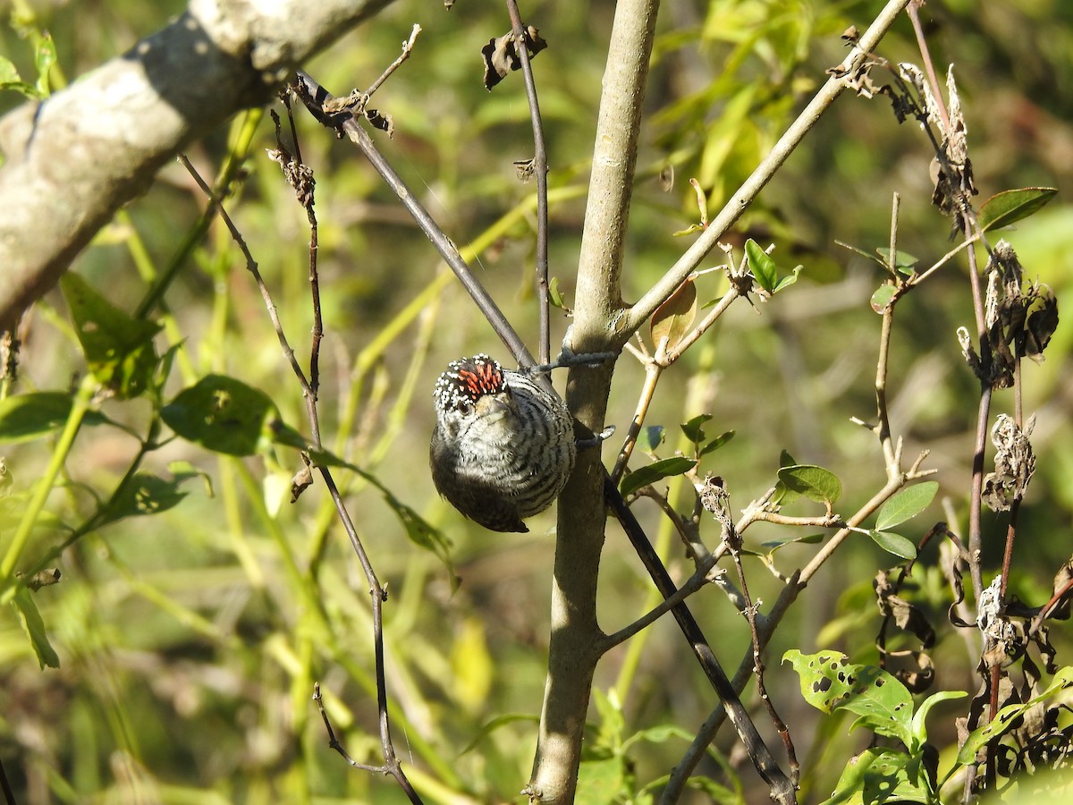 White-barred Piculet - ML499533271