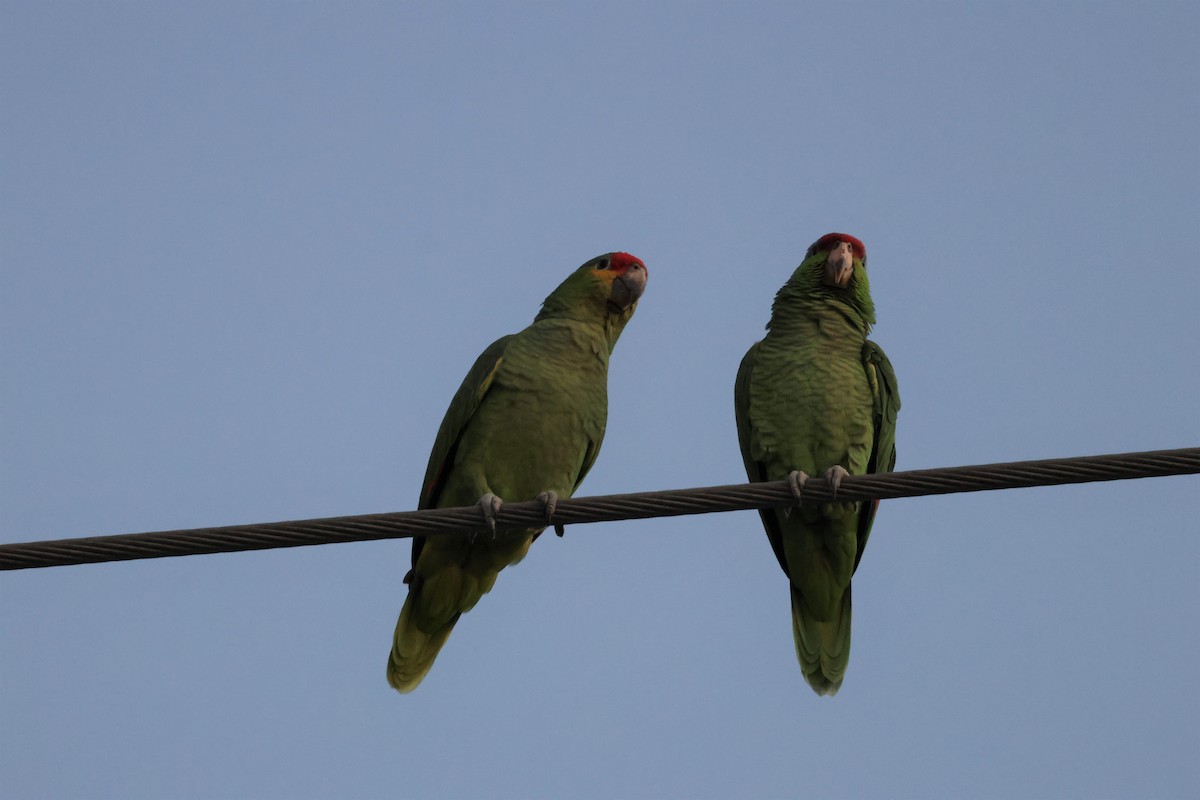 ebird-checklist-30-oct-2022-el-cajon-courthouse-parrot-roost-5