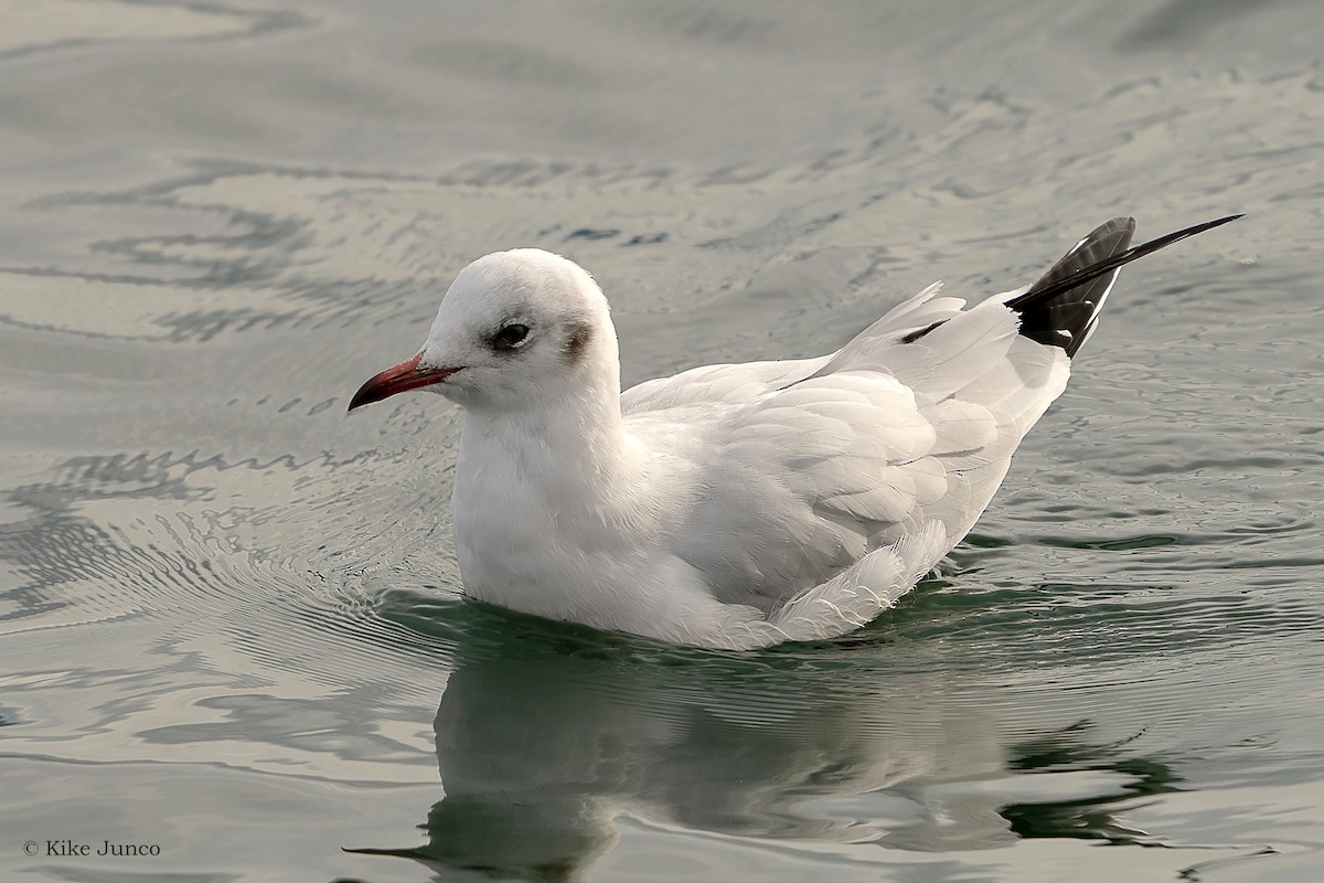 Mouette rieuse - ML499541781