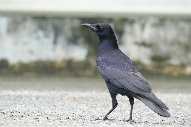 Rook - eBird