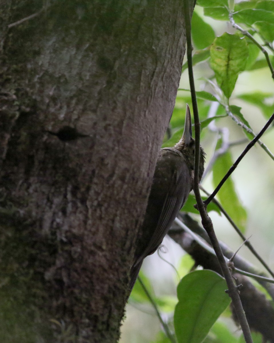 Spotted Woodcreeper - ML49955031