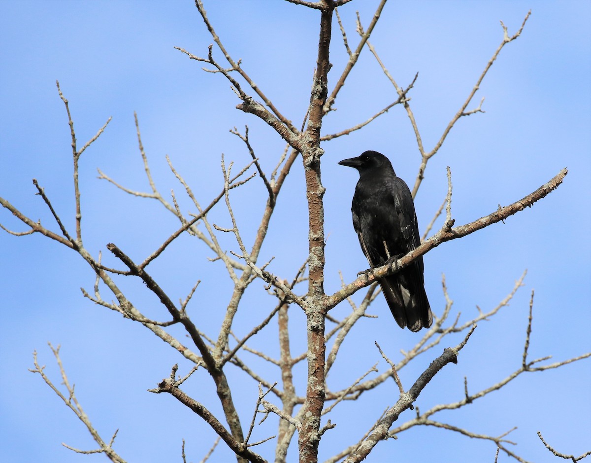 American Crow - ML499552661