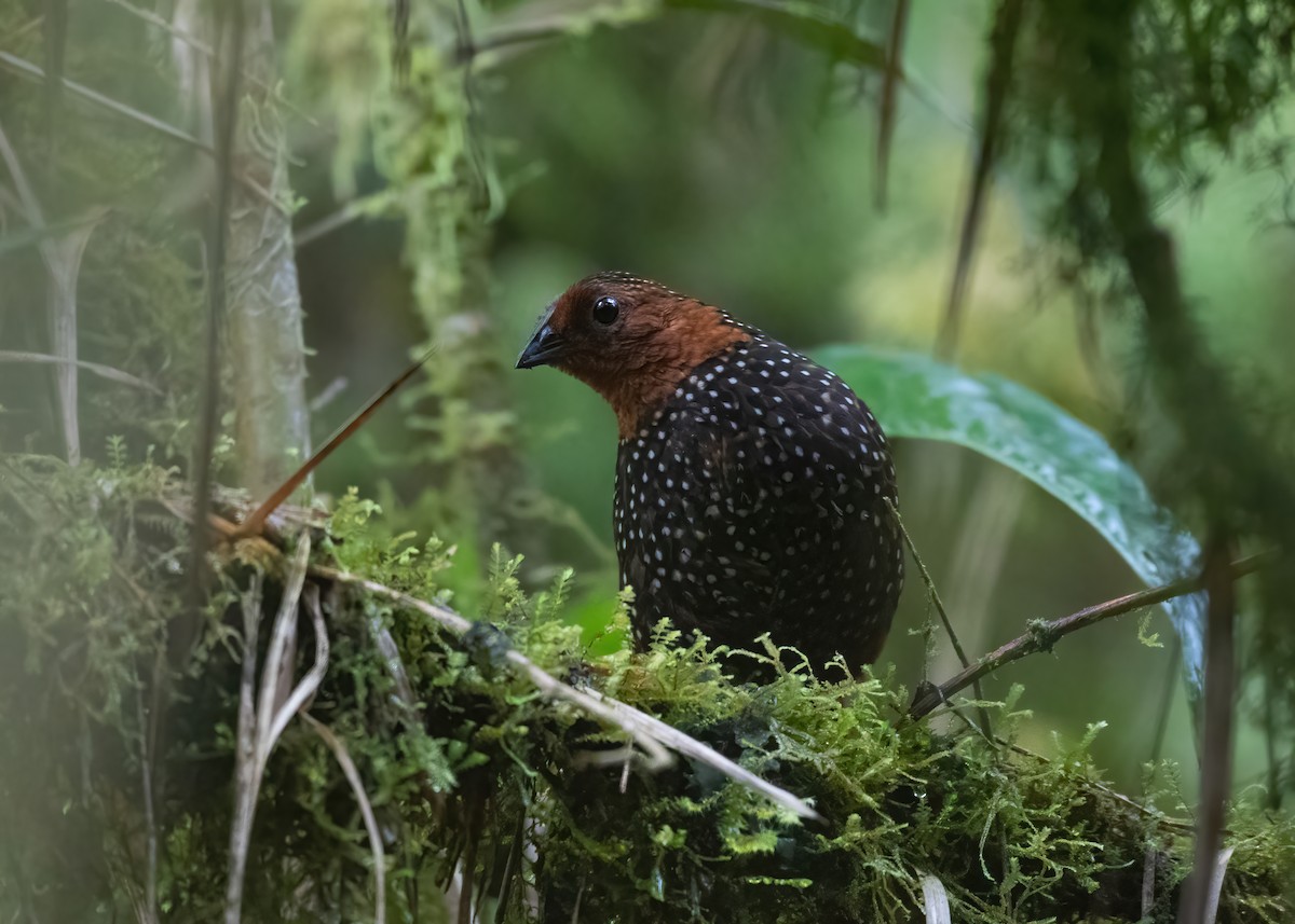Ocellated Tapaculo - ML499553261