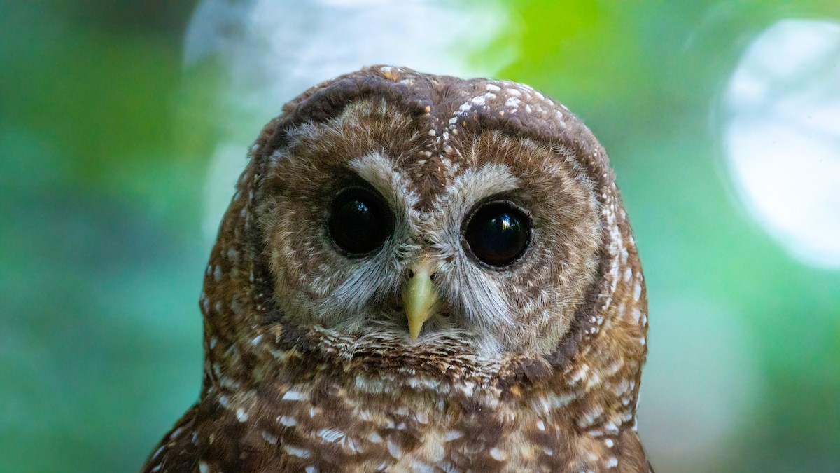 Spotted Owl - ML499554671