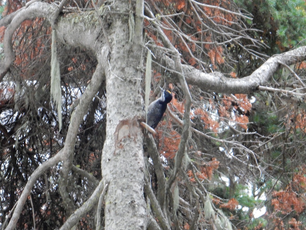 Black-backed Woodpecker - ML499555001