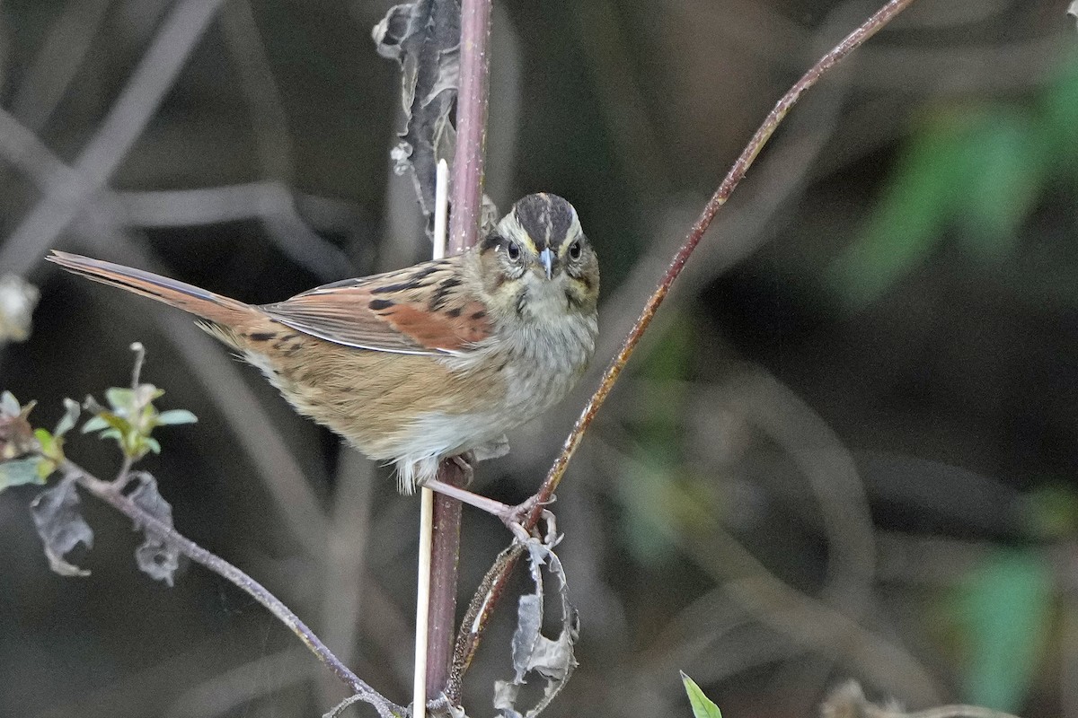 Swamp Sparrow - ML499556041