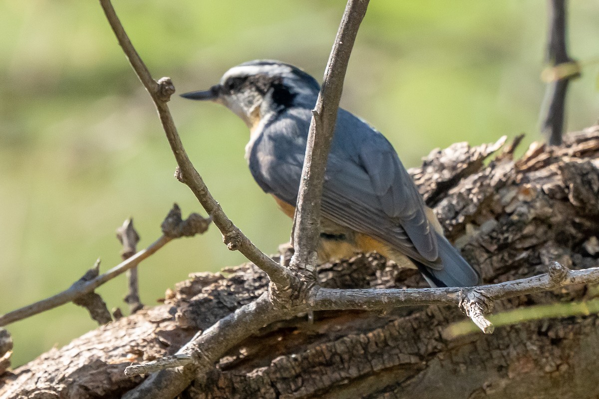 Red-breasted Nuthatch - John Tubbs
