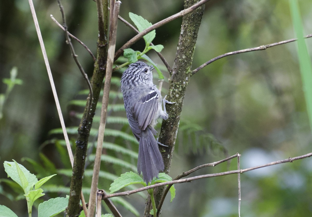 Dusky-tailed Antbird - ML499560551