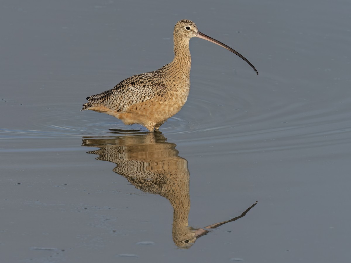 Long-billed Curlew - ML499563951