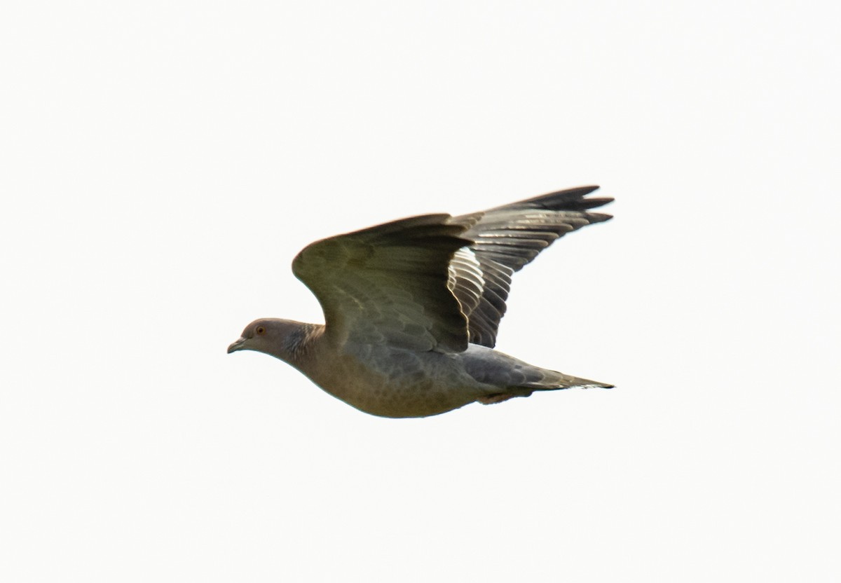 Picazuro Pigeon - ML499574301