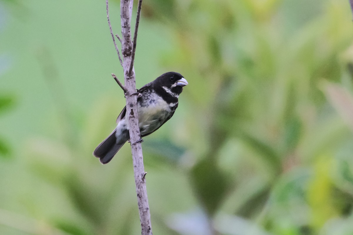 Double-collared Seedeater - ML49957911