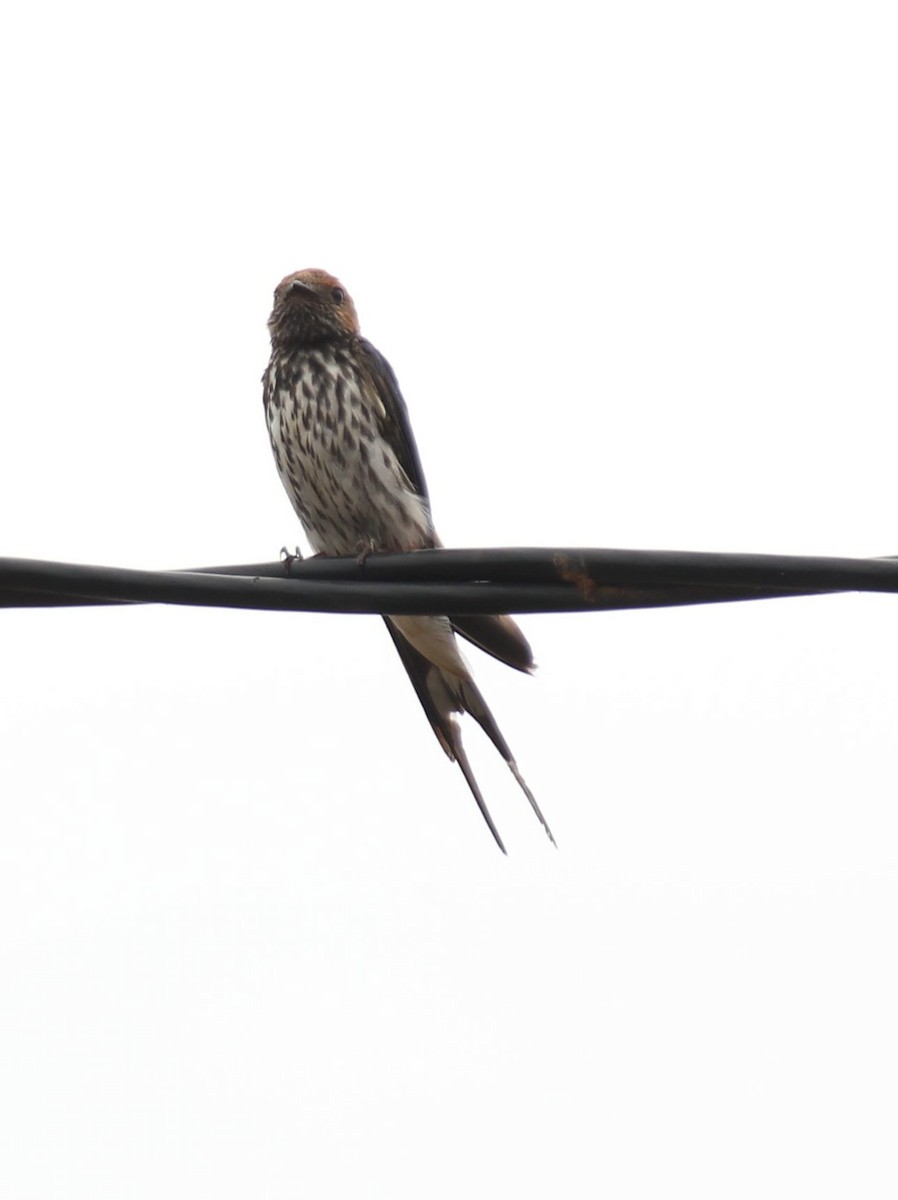Lesser Striped Swallow - ML49958321